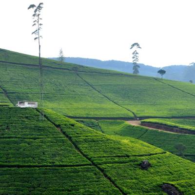 Tea Plantations, Nuwara Eliya, Sri Lanka