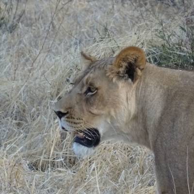 Lion in Botswana