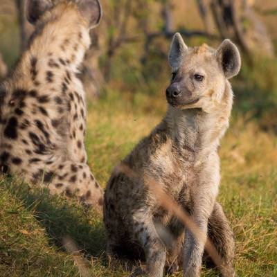 Hyena in Botswana