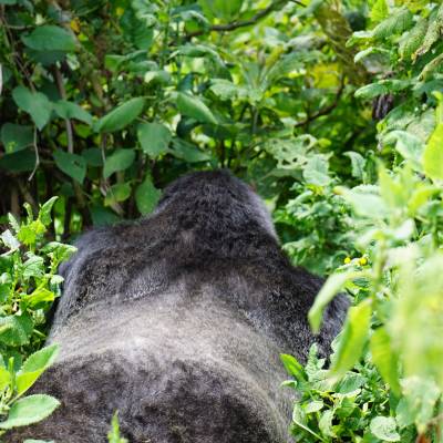 a black bear walking across a lush green forest