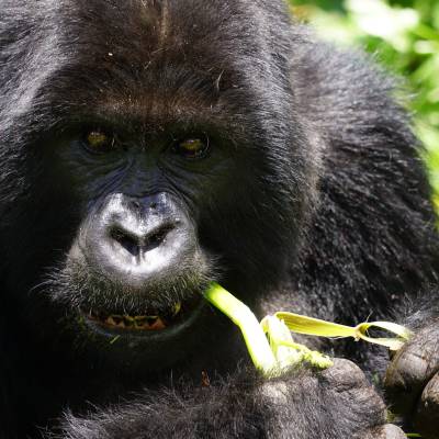 a black bear eating grass in the background