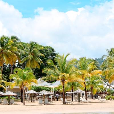 a group of palm trees