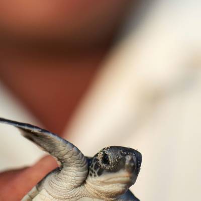 Baby Turtle