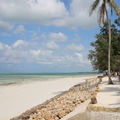 a group of palm trees on a beach