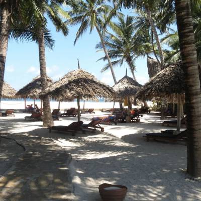 a group of palm trees next to a tree