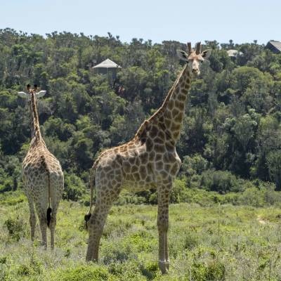 a couple of giraffe standing on top of a lush green field