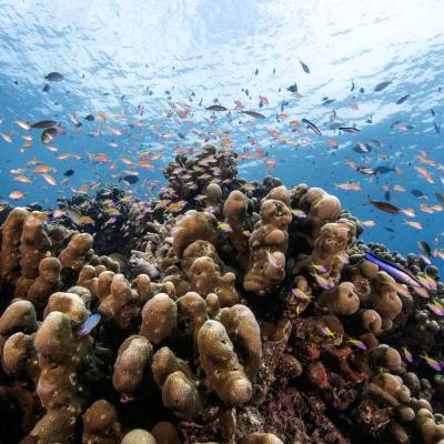 House reef