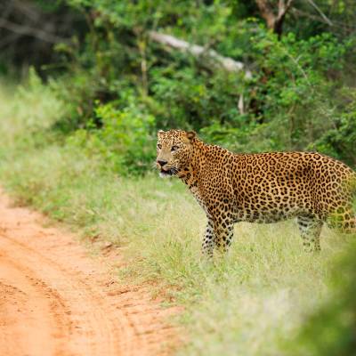 Leopard in Yala