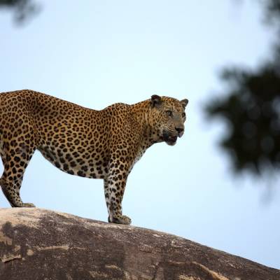 Leopard in Yala National Park
