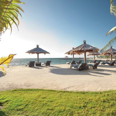 a group of lawn chairs sitting next to a palm tree