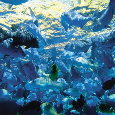 Snorkelling
