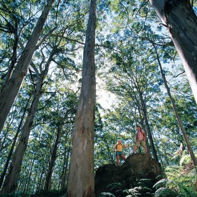 a large tree in a forest