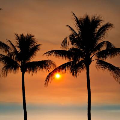 a sunset over a body of water in front of a palm tree