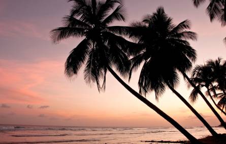 a sunset over a body of water next to a palm tree