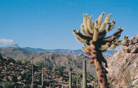 a group of people riding on the back of a cactus