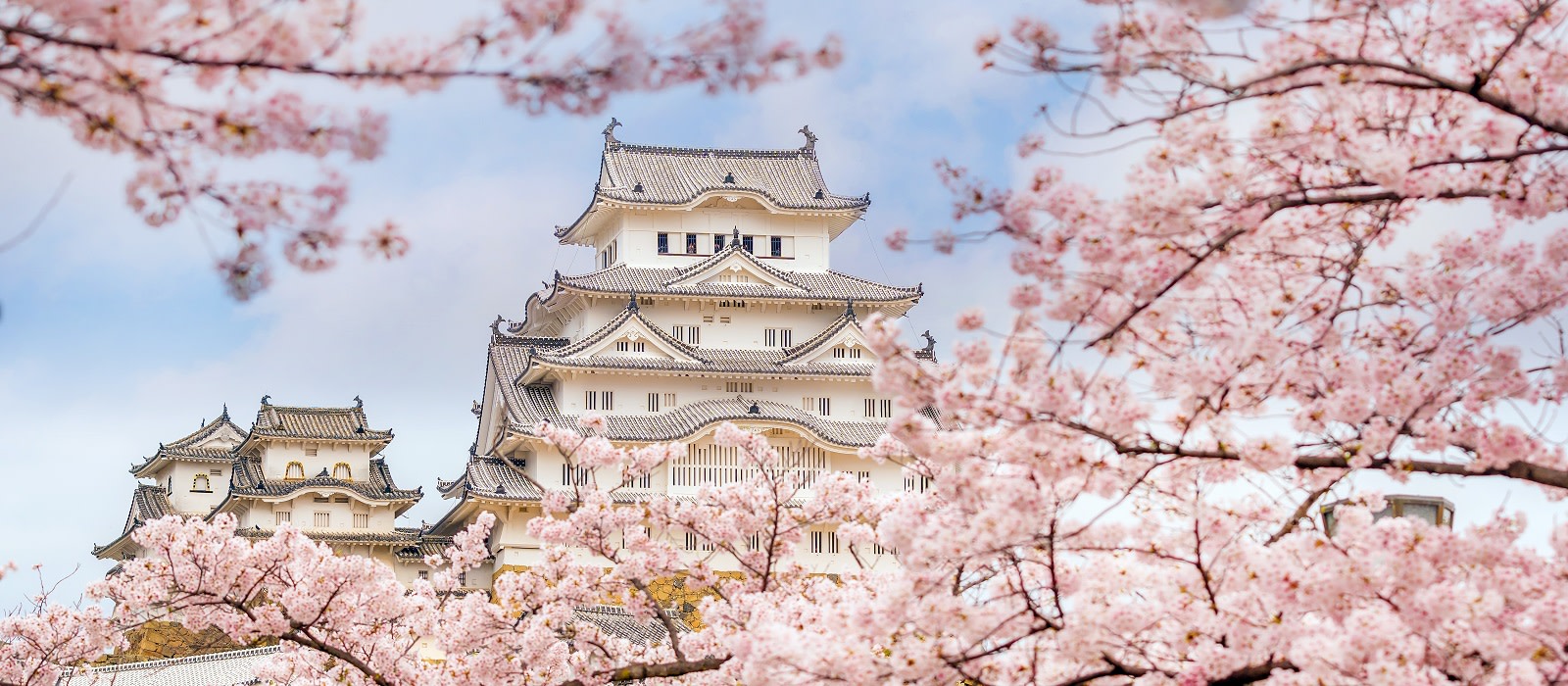 Enchanting Travels Japan Tours Cherry blossom