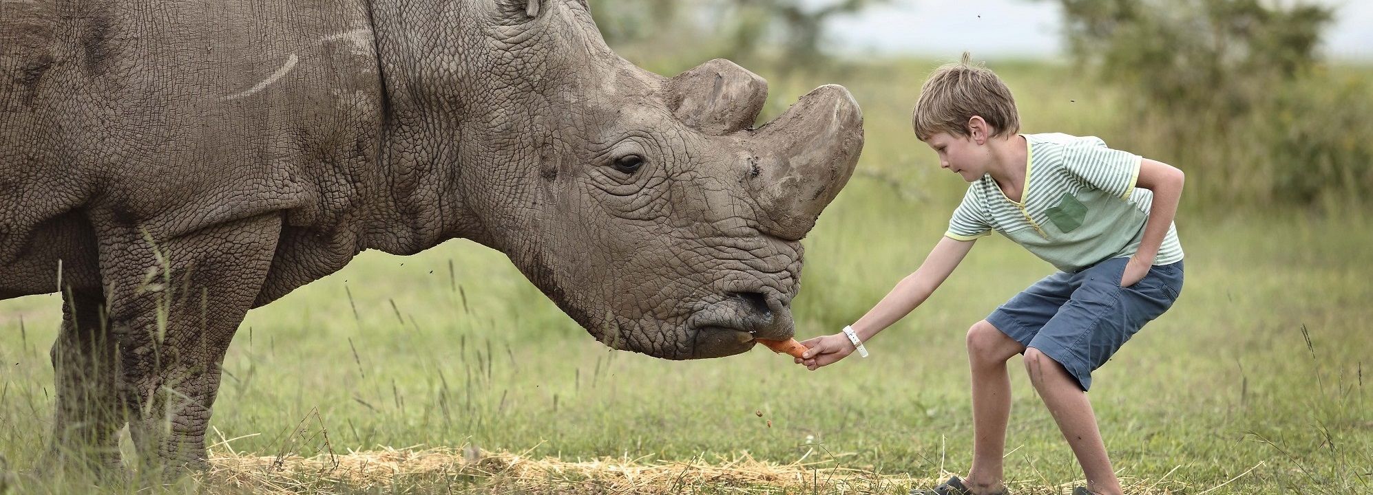 Enchanting Travels Inspiring Encounters OPBC-interacting-with-rhino Boy interacting with rhino, Inspiring Encounters OPBC