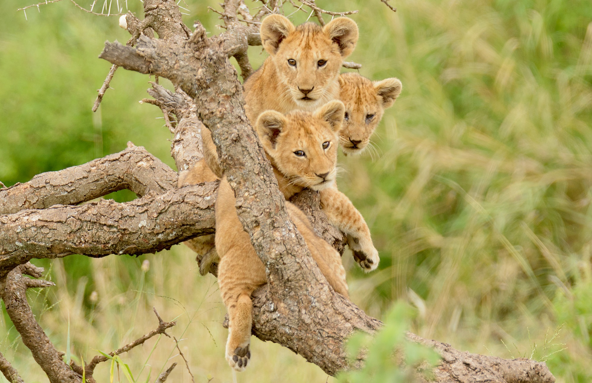 Enchanting Travels Africa Tours - Lion King Safari - a group of lion cubs hanging out in a tree Enchanting Travels Africa Tours - Lion King Safari - a group of lion cubs hanging out in a tree