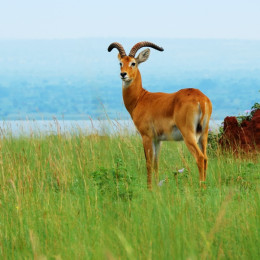Tierwelt im Lake Albert