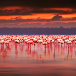 things to do in kenya