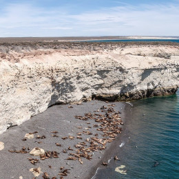 Wildlife Tour - Penguins and sea lions on the beach