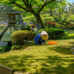 Enchanting Travels Japan Tours Kanazawa Japanese gardener near the Toro lantern in Kenrokuen, a japanese garden