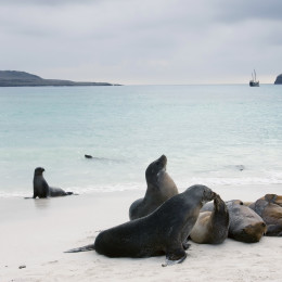 Sea Lions playing on the beach