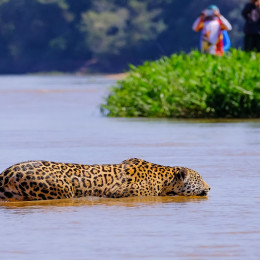Enchanting Travels Brazil Tours Jaguar, Panthera Onca, Female, observed by unrecognizable tourists crossing Cuiaba River, Pantanal, Mato Grosso do Sul, Brazil, South America