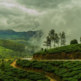 South India Tours Munnar Tea Plantation during Monsoon India Kerala