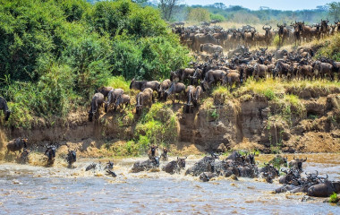 Our Pick: Five Enchanting Great Migration Camps
