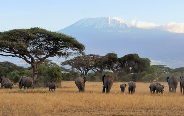 Elefantenherde in der Savanne vor dem Kilimandscharo in Tansania, Afrika