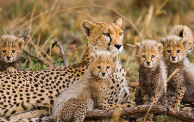 Geparden in der Serengeti, Tansania