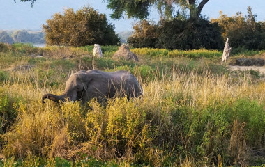 Elefanten im Mana Pools Nationalpark