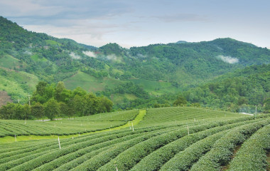 Tee Plantation in Ostindien