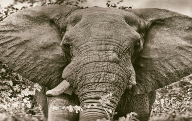 Frontansicht eines Elefantenkopfes mit abstehenden Ohren
