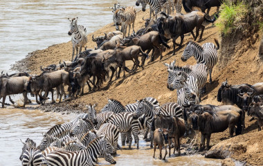 Zebras und Gnus durchqueren einen Fluss in der Masai Mara in Afrika