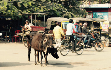Zwei Ochsen auf einer vielbefahrenen Straße in Indien