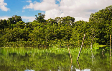 Dichtbewachsene Uferlandschaft im Nationalpark Yasuní, Ecuador
