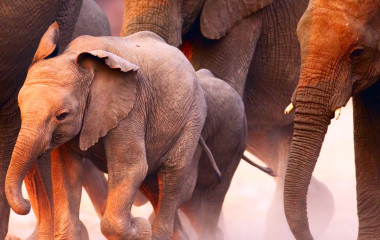 Enchanting Travels - Namibia Tours - Damaraland Twyfelfontein - Damaraland Camp - Elephant herd on the run