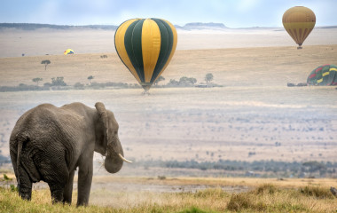 Enchanting Travels African elephant , foggy morning, hot air balloons landing on background, Masai Mara National Reserve