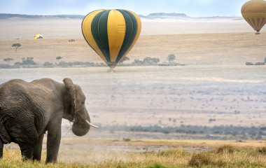 Enchanting Travels Africa Tours elephant , foggy morning, hot air balloons landing on background, Masai Mara National Reserve, Kenya