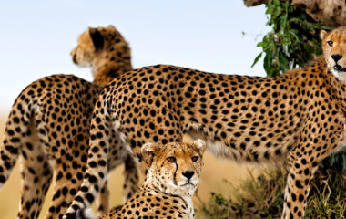 Drei Geparden blicken in der Masai Mara um sich