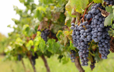 Plantations and Vineyards