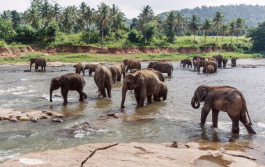 Elefanten in pinnawela Sri lanka, Asien