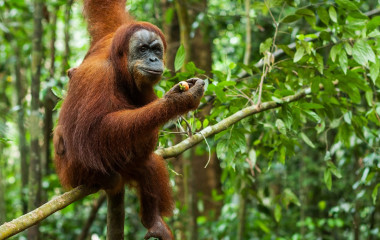 Orangutan in the wild, Sumatra, Indonesia