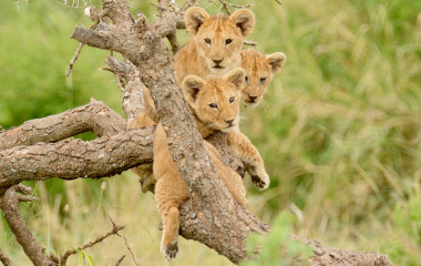 Gruppe von Tigerwelpen tummelt sich auf einem Baum in Afrika