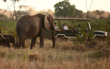 Safari