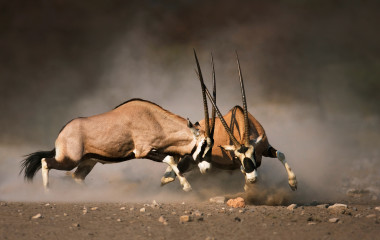 Intense fight between two male Gemsbok on dusty plains of Etosha