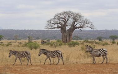 Safari-Touristen im Geländewagen beobachten Zebras in der Savanne von Tansania, Afrika