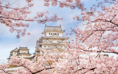 Japan Cherry blossom